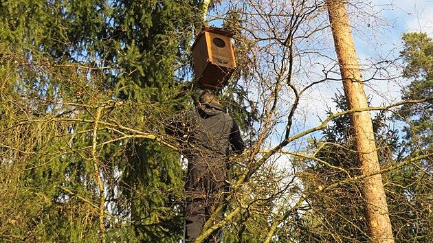 V lesích Pelhřimovska se začaly objevovat nové ptačí budky. Předseda spolku Petr Marek jejich výrobu financoval ze svých peněz. Zájemcům je nabízí zdarma v rámci průzkumu hnízdění ptáků.