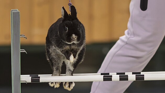 Nejlepší králíci a jejich vodiči z celé republiky se v plzeňské sportovní hale utkali o postup na Mistrovství ČR v králičím hopu, které se uskuteční 29. března v Novém Městě na Moravě. (15. února 2025)