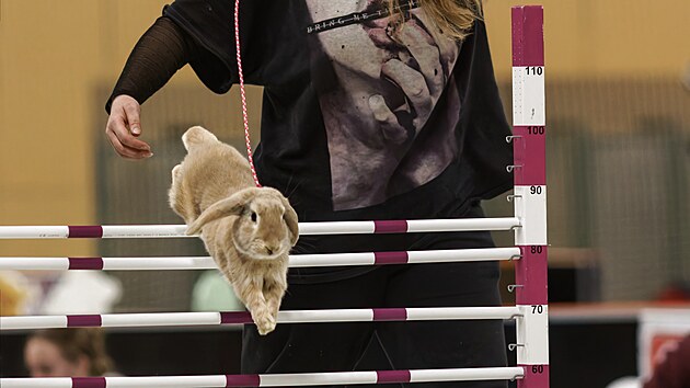 Nejlepší králíci a jejich vodiči z celé republiky se v plzeňské sportovní hale utkali o postup na Mistrovství ČR v králičím hopu, které se uskuteční 29. března v Novém Městě na Moravě. (15. února 2025)