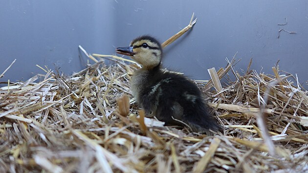 Tesák se potuloval sám v centru Plzně, bez matky a sourozenců, navíc měl poraněné oko.