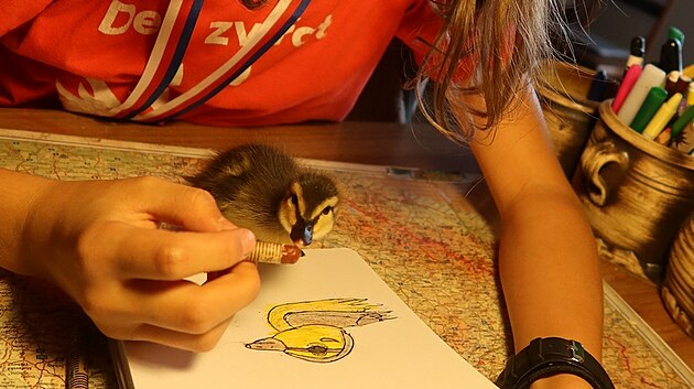 Tesák se potuloval sám v centru Plzně, bez matky a sourozenců, navíc měl poraněné oko. Na starost si ho vzala Hanina, dcera zvířecího záchranáře Karla Makoně.