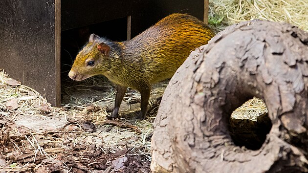 Samici aguti černohřbetého ze zoo v německém Lipsku vpustili v pátek ošetřovatelé prvně do ubikace samce téhož druhu, který žije v Plzni už rok. (14. února 2025)