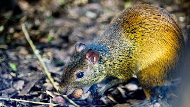 Samici aguti černohřbetého ze zoo v německém Lipsku vpustili v pátek ošetřovatelé prvně do ubikace samce téhož druhu, který žije v Plzni už rok. (14. února 2025)