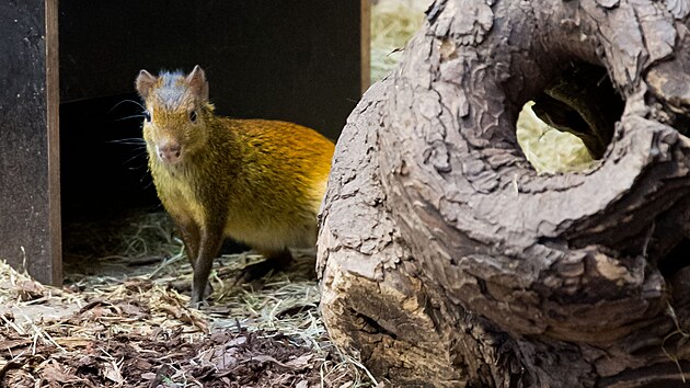 Samici aguti černohřbetého ze zoo v německém Lipsku vpustili v pátek ošetřovatelé prvně do ubikace samce téhož druhu, který žije v Plzni už rok. (14. února 2025)