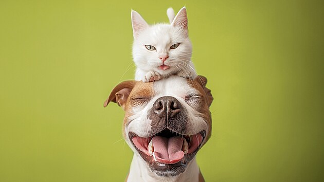 Víte, že můžete nechat svého mazlíčka pojistit?