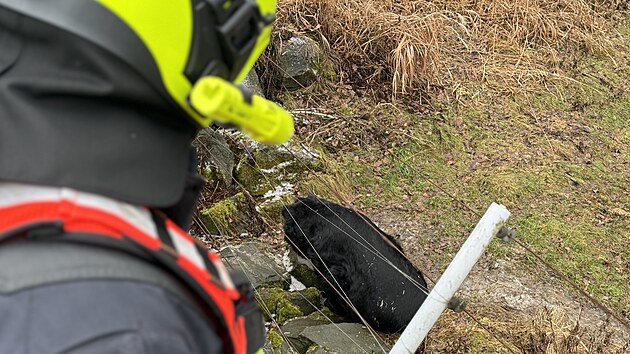 Vedle ošetřovatelů dozorovali první setkání dvou samců medvědů ušatých v ostravské zoo také hasiči připravení rozohněné medvědy rozehnat vodou. (27. února 2025)