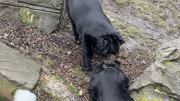 Vedle ošetřovatelů dozorovali první setkání dvou samců medvědů ušatých v ostravské zoo také hasiči připravení rozohněné medvědy rozehnat vodou. (27. února 2025)