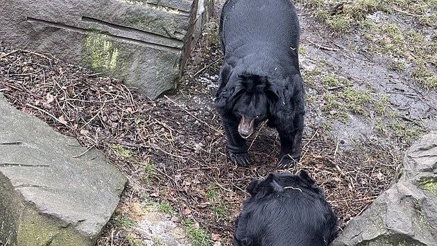 Vedle ošetřovatelů dozorovali první setkání dvou samců medvědů ušatých v ostravské zoo také hasiči připravení rozohněné medvědy rozehnat vodou. (27. února 2025)