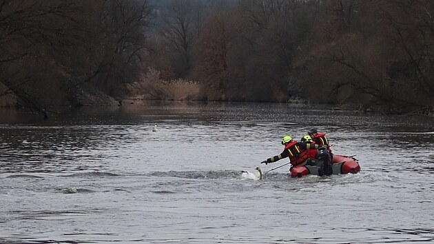 Odchycení majestátního ptáka se zvířecím záchranářům společně s hasiči podařilo až na třetí pokus. (25. února 2025)