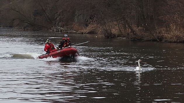 Labuť brázdila vody Berounky a před přijíždějícím člunem vždy uhýbala. (25. února 2025).