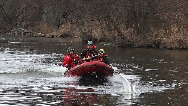 Labuť svými manévry důkladně prověřila hasiče ovládajícího člun i lovce. (25. února 2025)