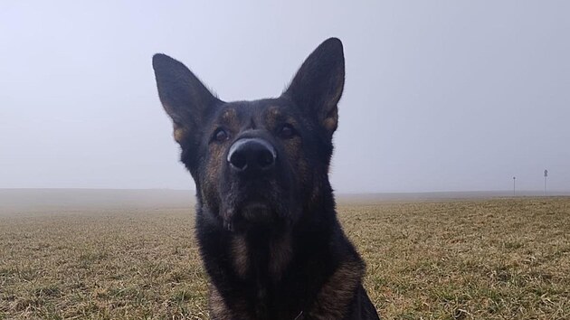Po stopě uprchlého muže se vydal jeden z nejlepších policejních stopovacích psů. Appolo Tor-Bora je čtyřletý chovný pes, který opakovaně dovádí policisty po pachové stopě až k pachatelům. Je vítězem několika závodů a přeborů. (20. února 2025).