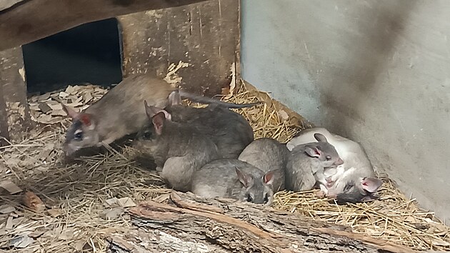 Mezi letošní významné odchovy ředitel zařadil také mláďata křečků velkých, kteří rovněž patří mezi ohrožené druhy. Jejich populace chovaná v Evropě čítá přes 50 jedinců, z nichž 13 je v Jihlavě. Jinak křečci velcí žijí pouze na ostrově Madagaskar.