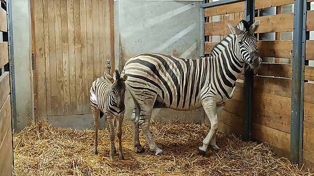 Zoologická zahrada v Jihlavě minulý týden přivítala na svět další přírůstek - chovatelé se tam radují z prvního letošního mláděte ve stádě zeber Burchellových.