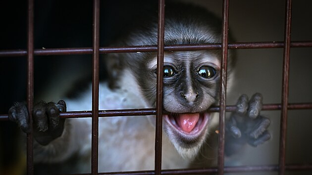 Poslední lednový den se v jihlavské zoo narodilo mládě kočkodana Rolowayova. Na celém světě se chová jen 36 těchto zvířat.