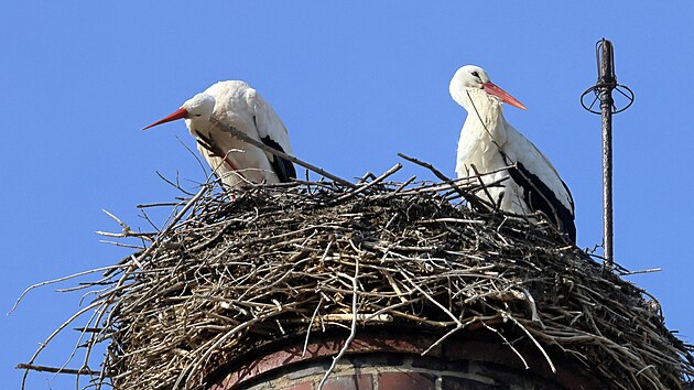 První z páru čápů přiletěl do Chebu 19. února. Nyní už je rodinka kompletní.
