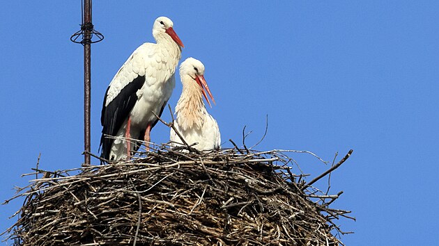První z páru čápů přiletěl do Chebu 19. února. Nyní už je rodinka kompletní.
