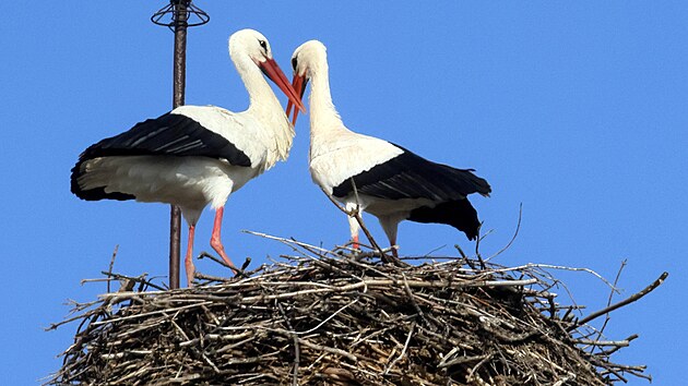 První z páru čápů přiletěl do Chebu 19. února. Nyní už je rodinka kompletní.