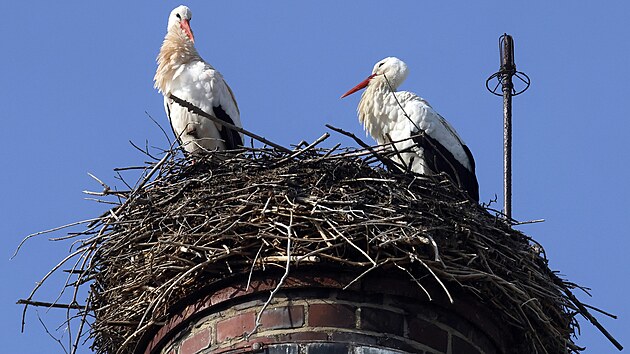 První z páru čápů přiletěl do Chebu 19. února. Nyní už je rodinka kompletní.