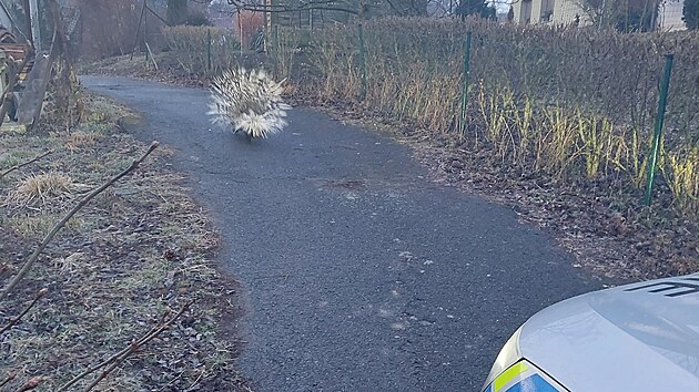 Dikobraz v obci Roštín na Kroměřížsku si vyžádal zásah policie. (únor 2025)