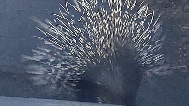 Dikobraz v obci Roštín na Kroměřížsku si vyžádal zásah policie. (únor 2025)