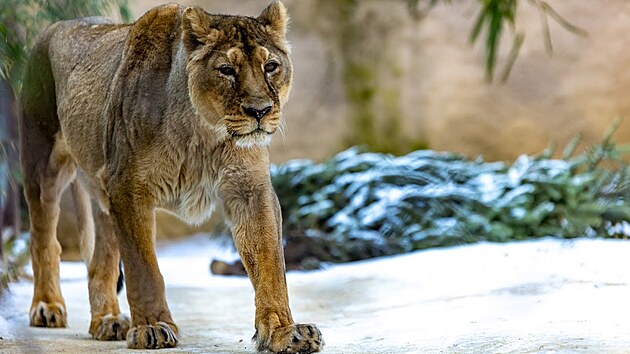 Už jen vzpomínka. Osmnáctiletou samici lva indického museli v Zoo Ostrava utratit. Kiba měla už velké zdravotní problémy. (6. března 2025)