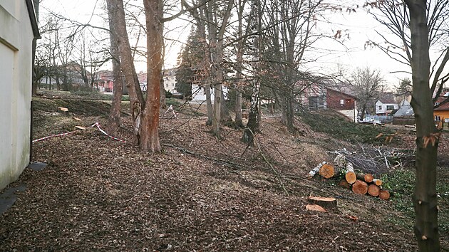 Obnově „děkanky“, k níž dojde letos, předcházelo minulý týden kácení nevyhovujících stromů.