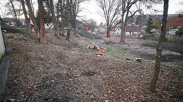 Obnově „děkanky“, k níž dojde letos, předcházelo minulý týden kácení nevyhovujících stromů.
