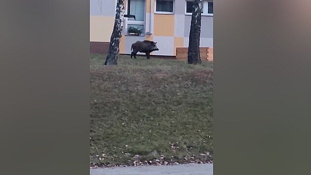 Divočáci v Brně procházejí mezi paneláky