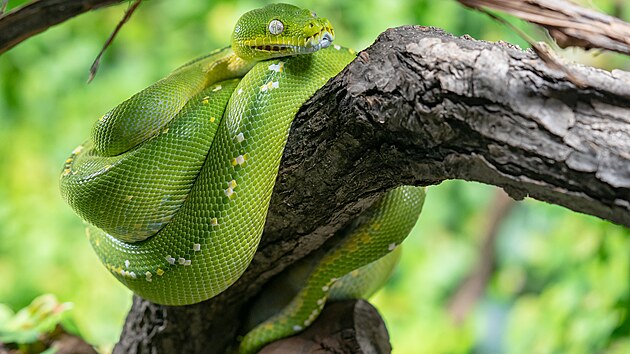 Dospělý exemplář krajty zelené z ostravské zoologické zahrady. (19. března 2025)