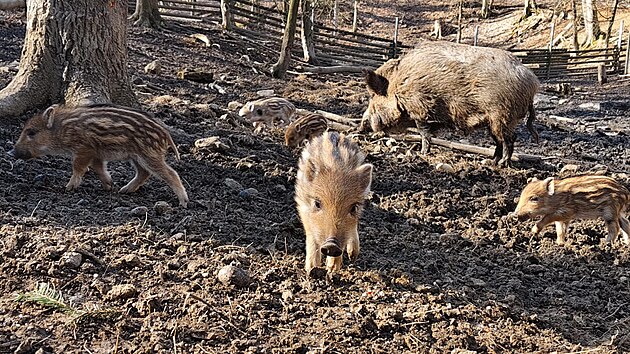 V brněnské oboře Holedná se narodila další várka selat divokých prasat. Správci obory vyzývají návštěvníky, aby se v přítomnosti mláďat chovali tiše a zachovávali klid. Zakázáno je pak jejich krmení.