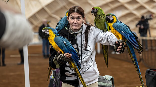 V tenisovém areálu Cibulka na Praze 5 se v zimních měsících scházejí chovatelé papoušků. (21. března 2025)