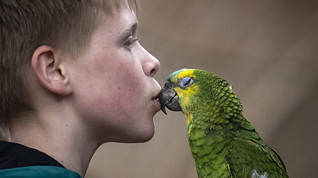 V tenisovém areálu Cibulka na Praze 5 se v zimních měsících scházejí chovatelé papoušků. (21. března 2025)