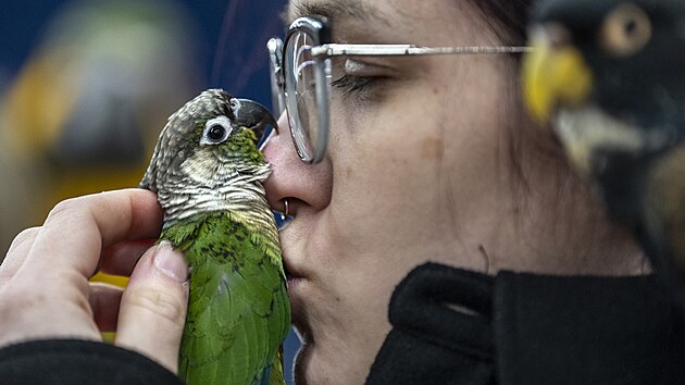 V tenisovém areálu Cibulka na Praze 5 se v zimních měsících scházejí chovatelé papoušků. (21. března 2025)