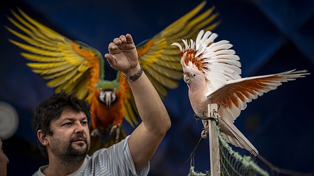V hale tenisového areálu Cibulka se schází chovatelé papoušků. (21. březen 2025)