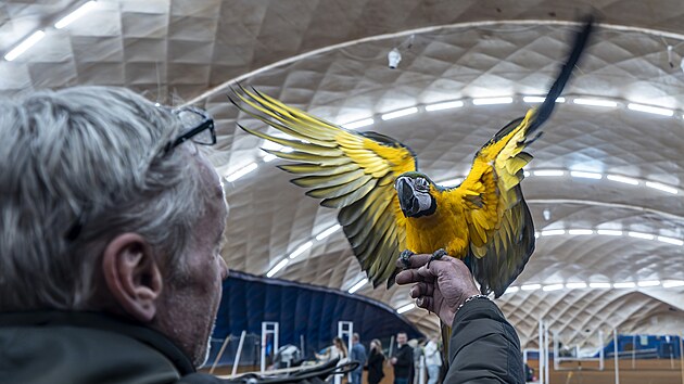 V hale tenisového areálu Cibulka se schází chovatelé papoušků. (21. březen 2025)