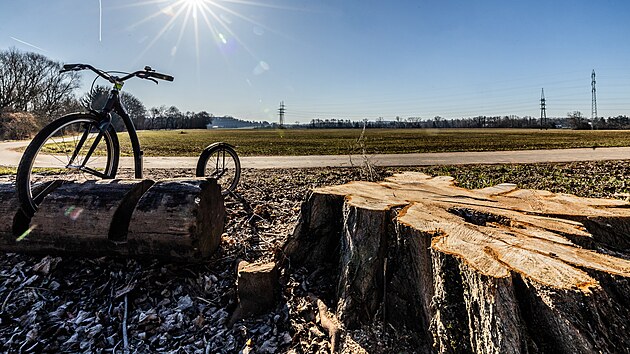 Povodí Labe vykácelo téměř čtyřicet topolů u cyklostezky mezi Hradcem Králové a Vysokou nad Labem.