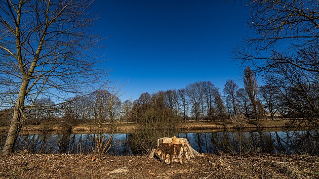 Pařezy a hromady pilin zbyly po kácení u hradubické cyklostezky. Následovat bude oprava trhlin. (18. března 2025)