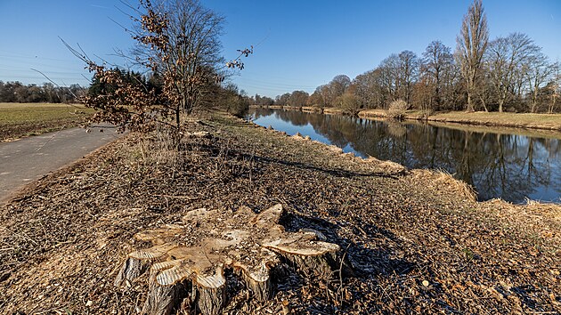 Povodí Labe vykácelo téměř čtyřicet topolů u cyklostezky mezi Hradcem Králové a Vysokou nad Labem.