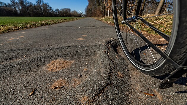 Povodí Labe vykácelo téměř čtyřicet topolů u cyklostezky mezi Hradcem Králové a Vysokou nad Labem.