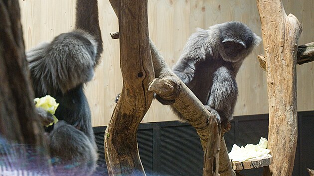 Nová expozice gibonů stříbrných ve zlínské zoo je prostornější a návštěvníci je teď mohou pozorovat i v chladnějším období. (duben 2025)