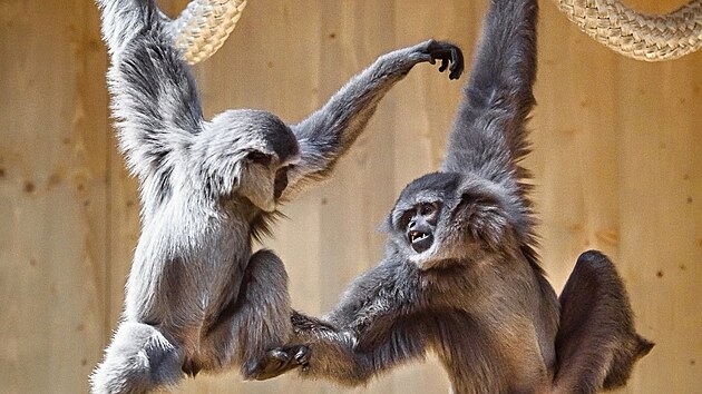 Giboni stříbrní ve zlínské zoo mají novou prostornější expozici. (duben 2025)