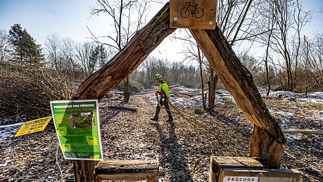 Lesníci kácejí náletové dřeviny Na Plachtě v Hradci Králové (březen 2025).
