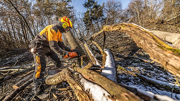 Lesníci kácejí náletové dřeviny Na Plachtě v Hradci Králové (březen 2025).