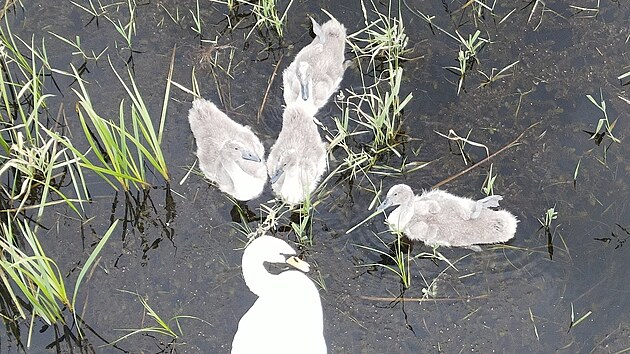 Ferdinand s Josefínou hnízdili na bobřím mokřadu. Tam se však protrhla hráz.