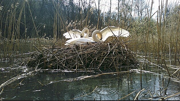 Chlapeček s Josefínou aktuálně hnízdí na Pekelném rybníku u Vejprnic nedaleko Plzně.