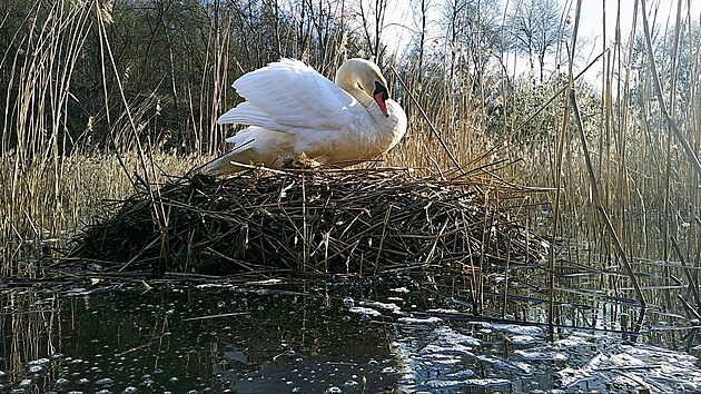 Chlapeček s Josefínou aktuálně hnízdí na Pekelném rybníku u Vejprnic nedaleko Plzně.