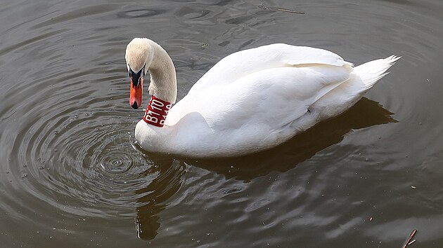 Labuťák známý jako Trenér se nečekaně vrátil na řeku Radbuzu, kde má ve zvyku prohánět trénující kanoisty. (8. dubna 2025)