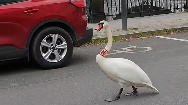 Labuťák známý jako Trenér se nečekaně vrátil na řeku Radbuzu, kde má ve zvyku prohánět trénující kanoisty. K loděnici dokráčel po nábřeží od Wilsonova mostu. (8. dubna 2025)