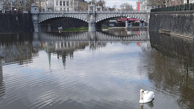 Labuťák známý jako Trenér se nečekaně vrátil na řeku Radbuzu, kde má ve zvyku prohánět trénující kanoisty. Z dálky je dobře poznatelný podle speciálního červeného identifikačního pásku s číslem na krku. (8. dubna 2025)
